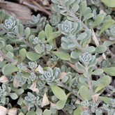 Mountain Alyssum